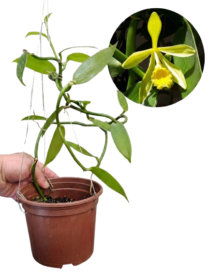 Muda de Orquídea Baunilha na Amazon